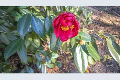 243 Herman Drive, Hawthorne, FL 32640 - Photo 44