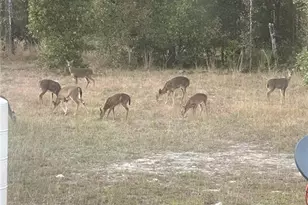 3353 NE 71st Ave, High Springs, FL 32643 - Photo 24