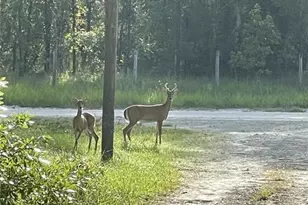 3353 NE 71st Ave, High Springs, FL 32643 - Photo 32