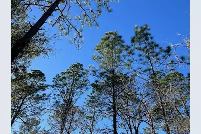 16091 SW 20th Lane, Ocala, FL 34481 - Photo 4