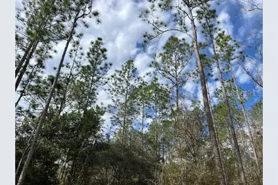 Nw 16th Avenue, Bell, FL 32619 - Photo 6