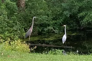 27471 NW 173rd Terrace, Alachua, FL 32615 - Photo 34
