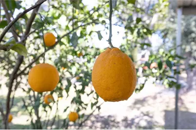 11085 E US Highway 90, Lee, FL 32059 - Photo 24