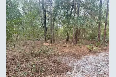 Nw 11th Avenue, Bell, FL 32619 - Photo 6