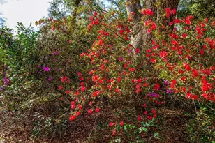 103 NE Suwannee River Dr, Mayo, FL 32066 - Photo 28