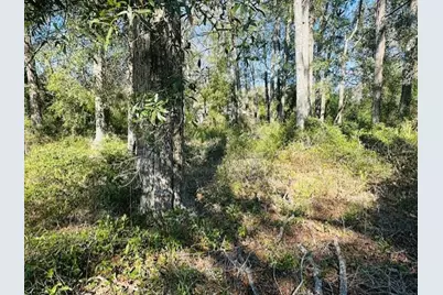 1219 N Paris Street, Bell, FL 32619 - Photo 8