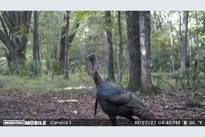 11816 SE County Road 234, Micanopy, FL 32667 - Photo 44