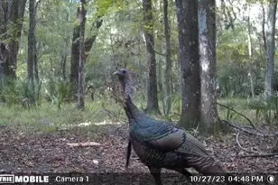 11816 SE County Road 234, Micanopy, FL 32667 - Photo 44