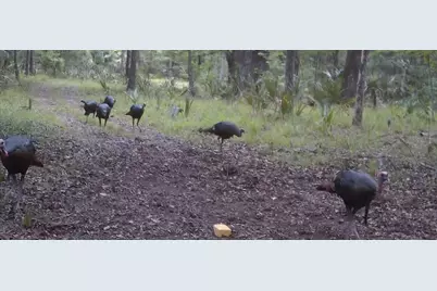 11816 SE County Road 234, Micanopy, FL 32667 - Photo 40