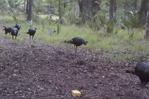 11816 SE County Road 234, Micanopy, FL 32667 - Photo 40