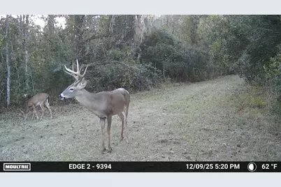 11816 SE County Road 234, Micanopy, FL 32667 - Photo 42