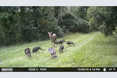 11816 SE County Road 234, Micanopy, FL 32667 - Photo 36