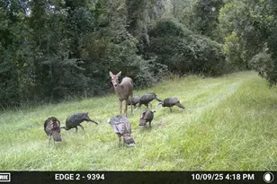 11816 SE County Road 234, Micanopy, FL 32667 - Photo 36