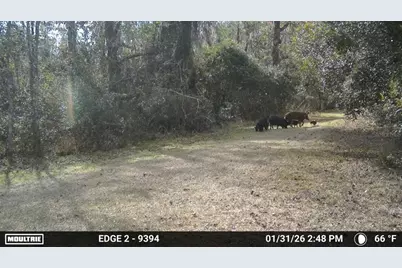 11816 SE County Road 234, Micanopy, FL 32667 - Photo 38