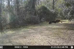 11816 SE County Road 234, Micanopy, FL 32667 - Photo 38