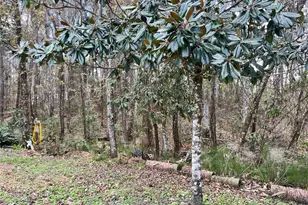 5608 W County Road 240, Lake Butler, FL 32054 - Photo 12