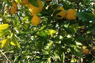 12182 SW State Rd 45, Archer, FL 32618 - Photo 44