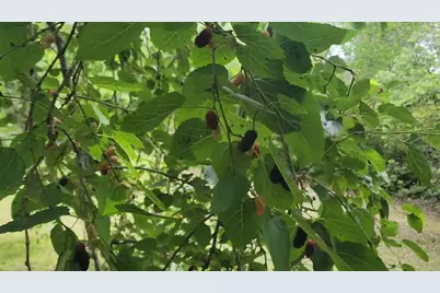 12182 SW State Road 45, Archer, FL 32618 - Photo 48