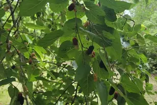 12182 SW State Rd 45, Archer, FL 32618 - Photo 48