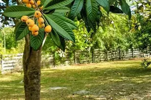 12182 SW State Rd 45, Archer, FL 32618 - Photo 50