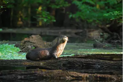 1376 Riverside Avenue, Fort White, FL 32038 - Photo 4