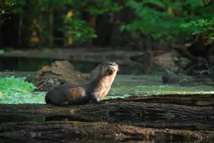 1376 Riverside Ave, Fort White, FL 32038 - Photo 4