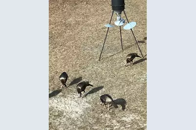 4250 NW 81st Lane, Bell, FL 32619 - Photo 34