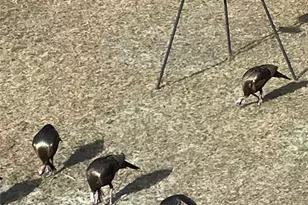 4250 NW 81st Ln, Bell, FL 32619 - Photo 34