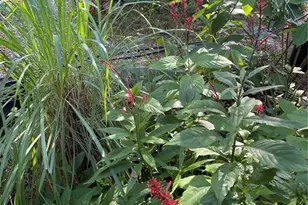 14977 SE County Rd 2082, Hawthorne, FL 32640 - Photo 22