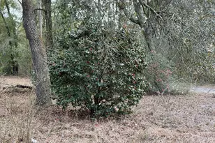 2410 NW 117th Pl, Branford, FL 32008 - Photo 56