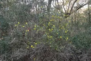 2410 NW 117th Pl, Branford, FL 32008 - Photo 54