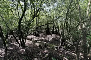 2410 NW 117th Pl, Branford, FL 32008 - Photo 4