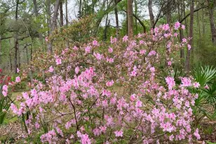 11651 NW 127th Ln, Chiefland, FL 32626 - Photo 16