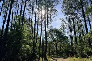 6650 NW 110 Ave, Chiefland, FL 32626 - Photo 4