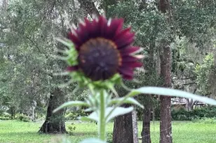 3551 NW 60th Ave, Chiefland, FL 32626 - Photo 36