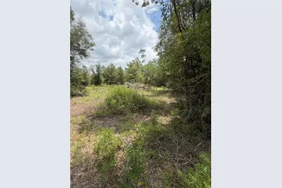4951 NE 142nd Court, Williston, FL 32696 - Photo 4