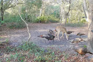 4125 Tiger Creek Trail, Lake Wales, FL 33898 - Photo 54