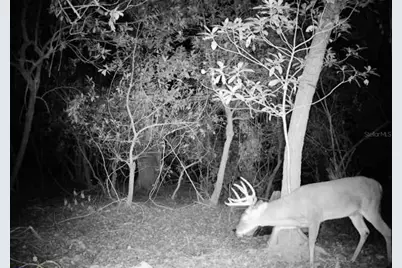 4125 Tiger Creek Trl, Lake Wales, FL 33898 - Photo 52