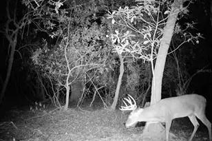 4125 Tiger Creek Trail, Lake Wales, FL 33898 - Photo 52