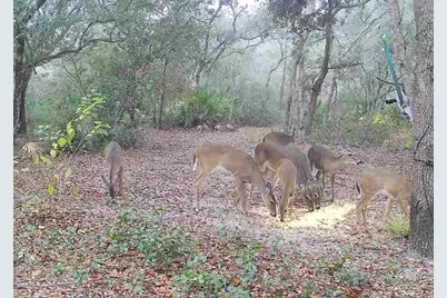 4125 Tiger Creek Trl, Lake Wales, FL 33898 - Photo 58