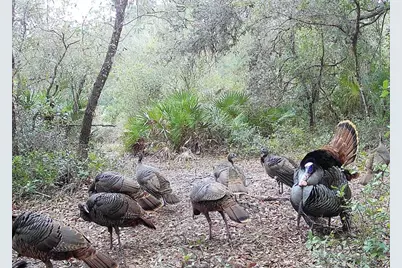 4125 Tiger Creek Trl, Lake Wales, FL 33898 - Photo 50