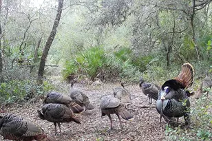 4125 Tiger Creek Trail, Lake Wales, FL 33898 - Photo 50