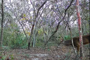 4125 Tiger Creek Trail, Lake Wales, FL 33898 - Photo 60