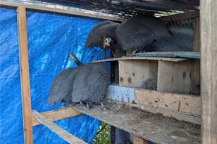 3120 Boggy Terrace Dr, Kissimmee, FL 34744 - Photo 12