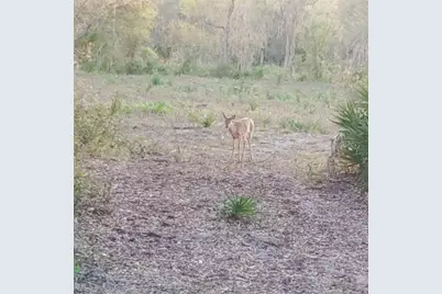Deer Road, Frostproof, FL 33843 - Photo 22