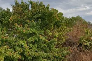 6010 Elaine Ave N, Lehigh Acres, FL 33971 - Photo 1