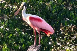 471 Bayshore Rd, Nokomis, FL 34275 - Photo 90