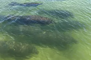 201 Cavallini Dr, Nokomis, FL 34275 - Photo 82