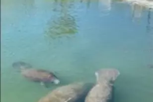 818 Bogie St, Venice, FL 34285 - Photo 28