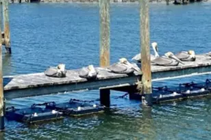 623 Leisure, Venice, FL 34285 - Photo 20